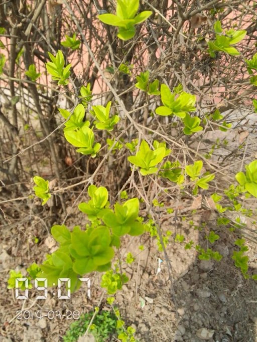 ��������һ֦����