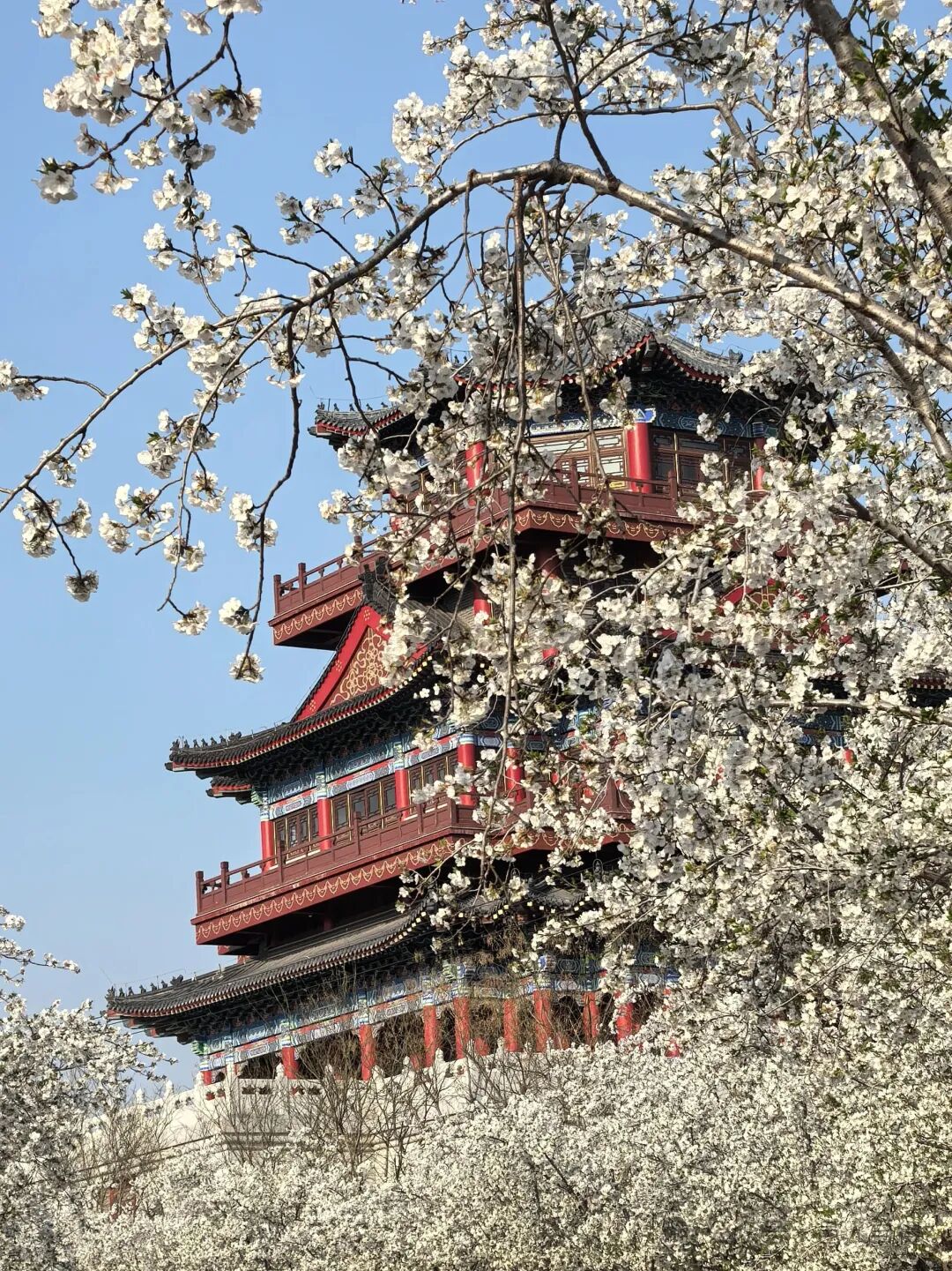 ��ɽɭ�ֹ�԰�Ĳ���