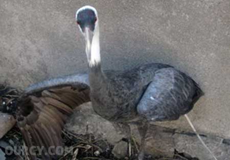 ���ؾ��ΰ�ͷ��