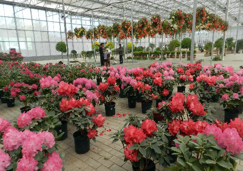 201451�̲�԰������ľչ